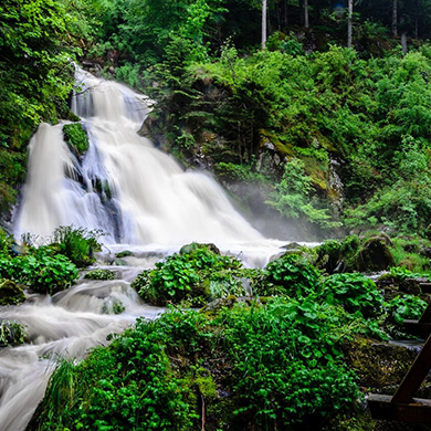 The Black Forest