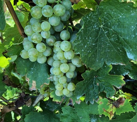 Wine and Dine - grapes on the vine
